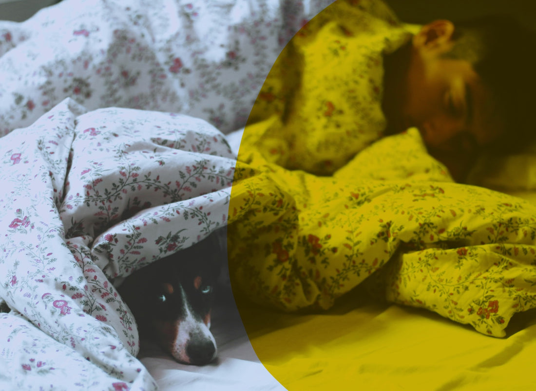 why *sharing* a bed with your dog might be the best (and craziest) thing you do