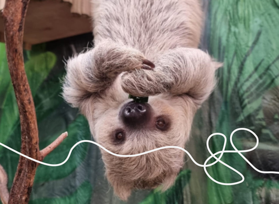 meet *baby echo*: eve sleep has adopted a baby sloth