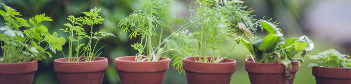 *grow your own* sleep-sational herbs and veggies