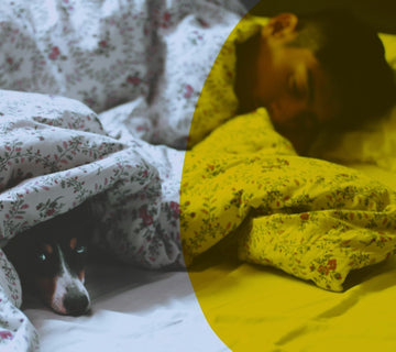 why *sharing* a bed with your dog might be the best (and craziest) thing you do