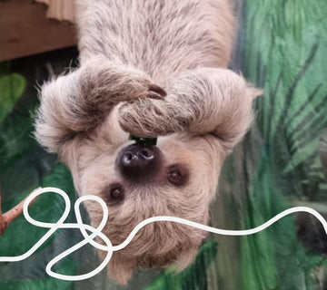 meet *baby echo*: eve sleep has adopted a baby sloth